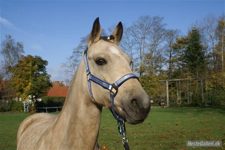 Anden særlig race Chanel *Solgt* billede 1