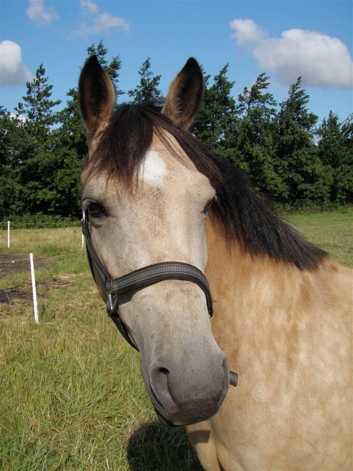 Anden særlig race Chanel *Solgt* billede 2