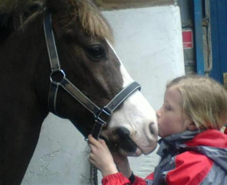 Welsh Cob (sec D) VesterVangs Djanco RIP - uuuh Djanco elsker at mysse<3!!.  billede 7