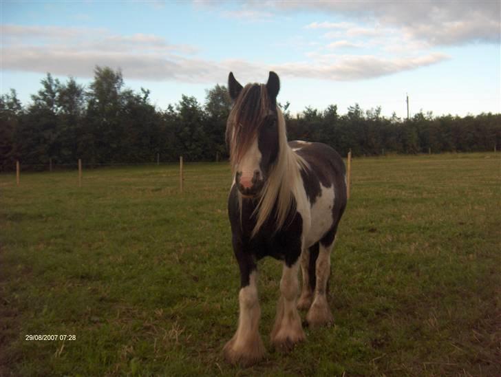 Irish Cob Cosmo - solgt  - Velkommen til Cosmo´s profil:-* billede 1