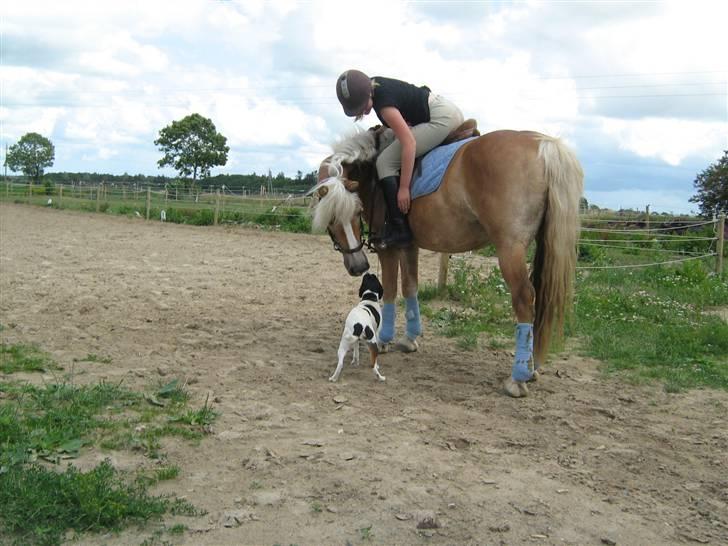 Tyroler Haflinger Skovbjergs Madame - Madame og Lady (: ...:* billede 17