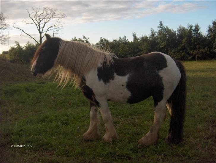 Irish Cob Cosmo - solgt  billede 2