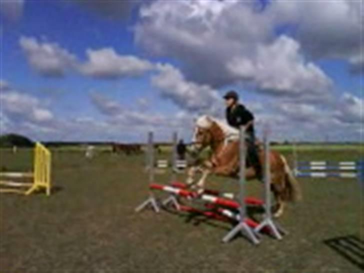 Tyroler Haflinger Skovbjergs Madame - undskyld kvaliteten :/ ,, billede 18