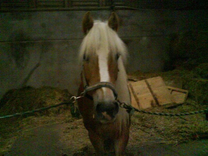 Tyroler Haflinger Skovbjergs Madame - hun er bare så dejlig :D billede 19