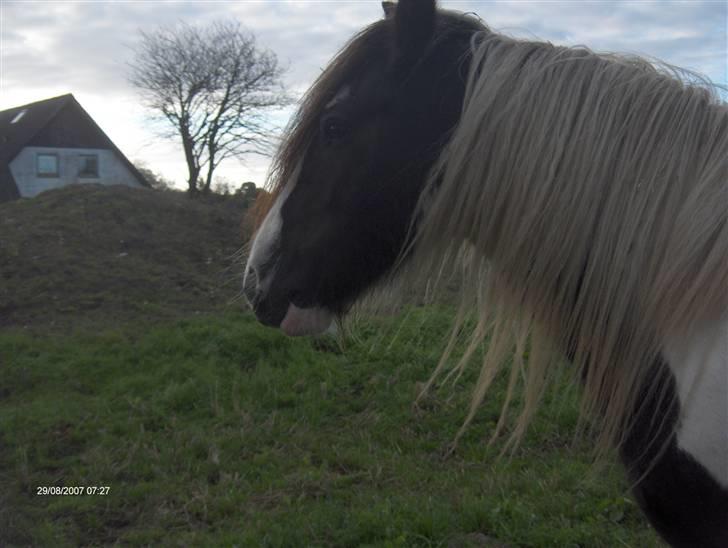 Irish Cob Cosmo - solgt  - Hans fine hoved:-*<3 billede 3