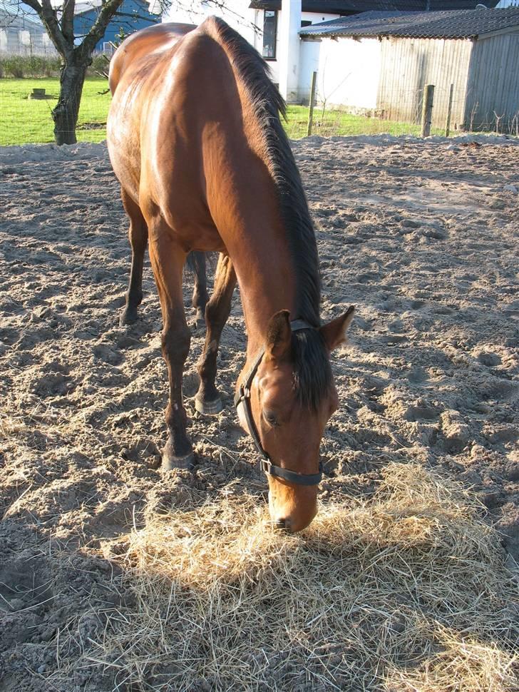 Dansk Varmblod Lobell <3 R.I.P <3 - MÅ IKKE KOPIERES billede 12