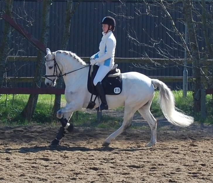 Anden særlig race Domingo - Stævne i Kolding, opvarmning til PRI. april´09 billede 10