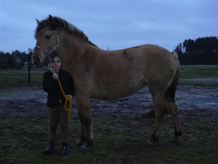 Anden særlig race Lion´s Lady   *SOLGT* - Sådan så Lady ud da jeg fik hende. En aften på folden. billede 6