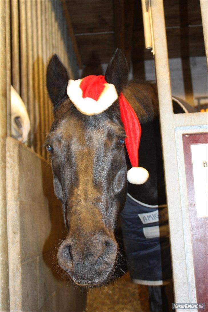 DSP Bethoven af stensnæs B-pony - bimse med nissehue <3 du er alt min dreng :D<3<3 billede 3