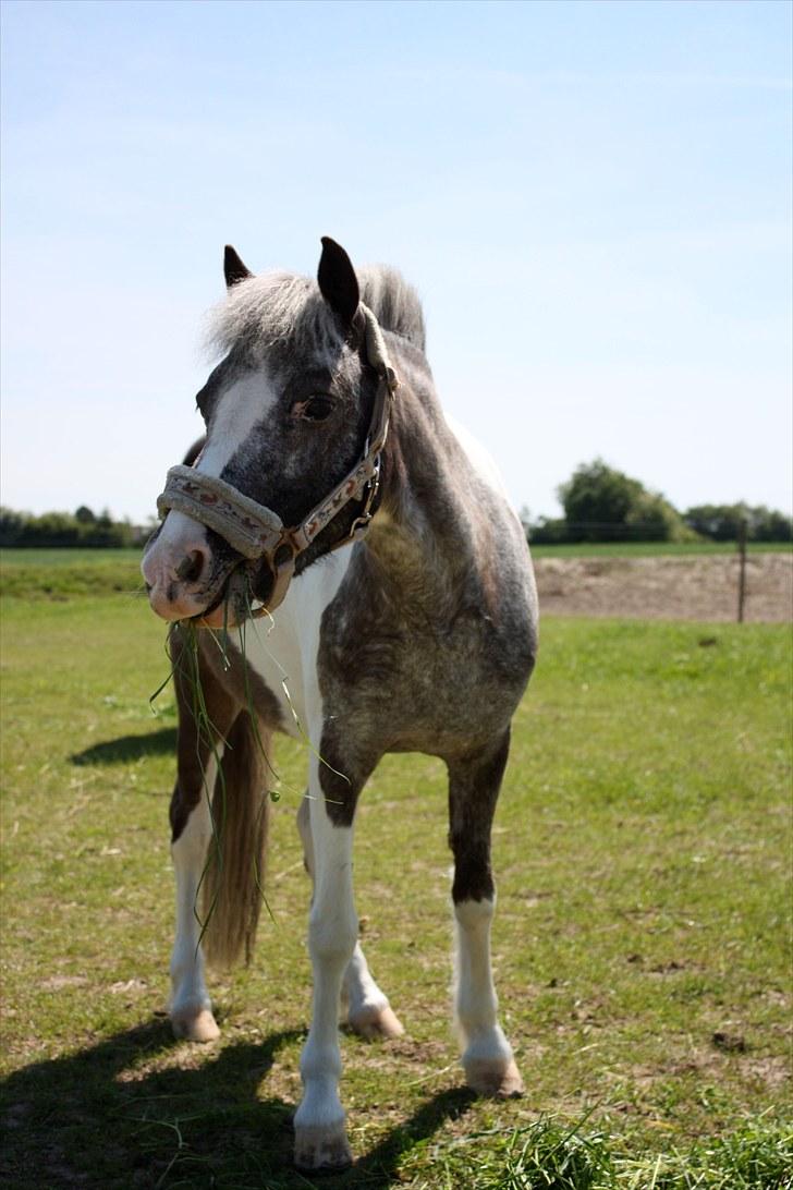 Pinto funny - her er lille søde funnys profil  billede 1
