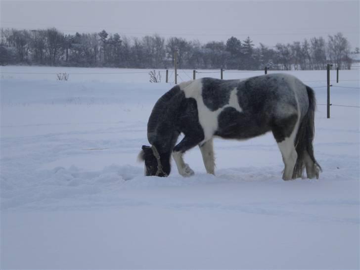 Pinto funny - funny som dybber hele hovdet ned i sneen billede 2