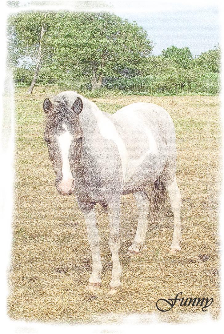 Pinto funny - funny er næsten altid glad når man tager billeder af hinde og her er funny ikke særlig gammel billede 3