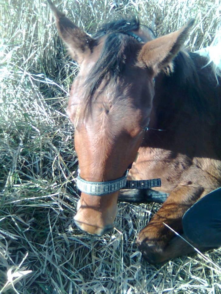 Holstener cheri billede 7