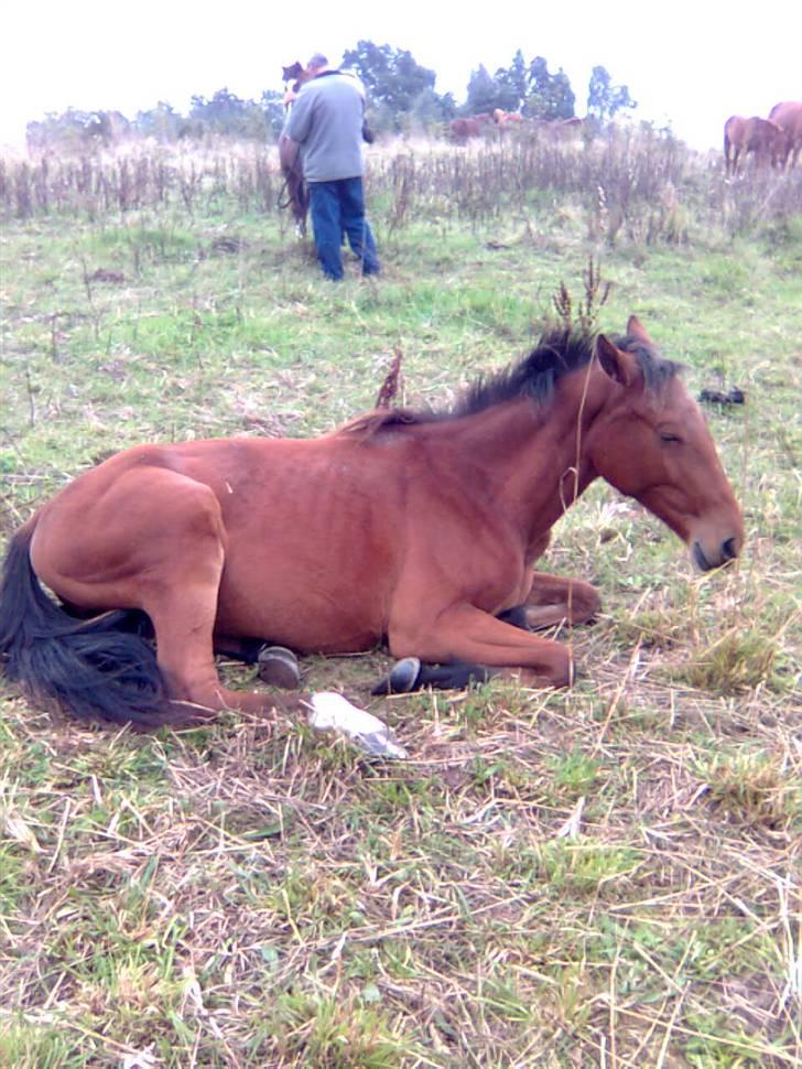 Holstener cheri billede 8