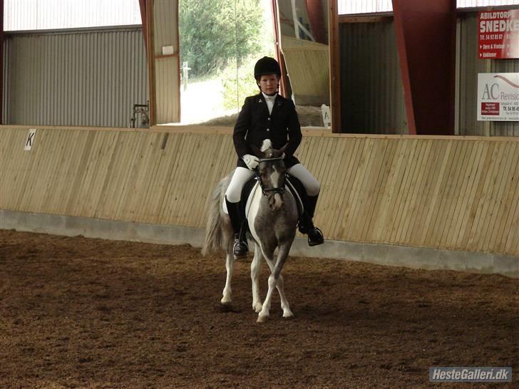 Pinto funny - foto: Rie Rasmussen :)er til nor coppen og er i gang med en bagbartsvening billede 4