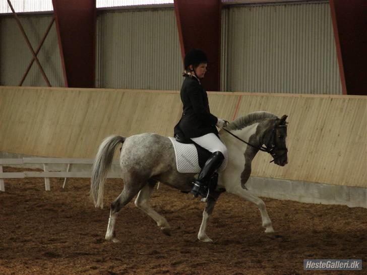 Pinto funny - foto: Rie Rasmussen :) billede 5