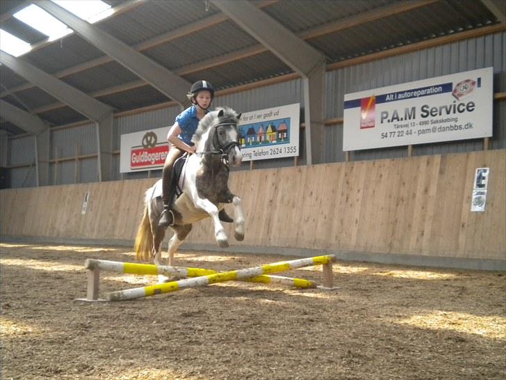 Pinto funny - det her er det første spring billed jeg har taget af funny :D billede 6