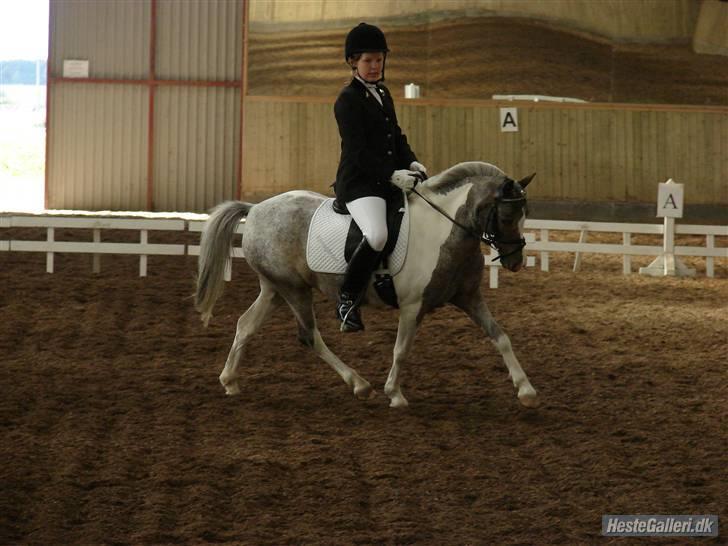 Pinto funny - foto: Rie Rasmussen :) billede 7