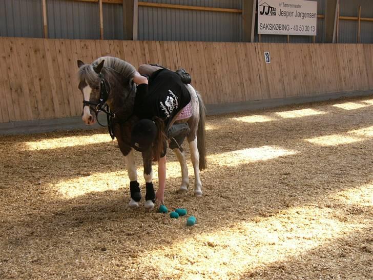 Pinto funny - wii vi kan det der min tøz XD billede 8