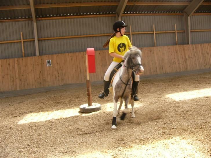 Pinto funny - ponygames dag hjemme hos os XD billede 9