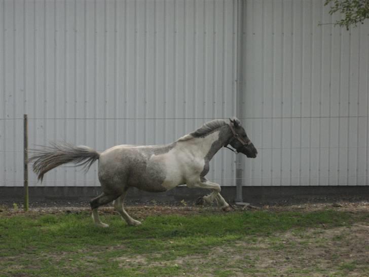 Pinto funny - der er fuld gnald på XD billede 10