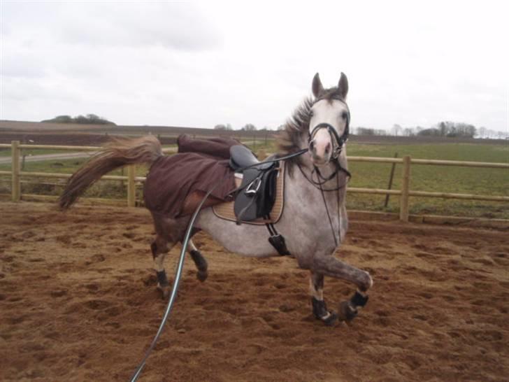 Anden særlig race Happy dane solgt - Velkommen til Happy dane´s profil se en araber han er.  billede 1