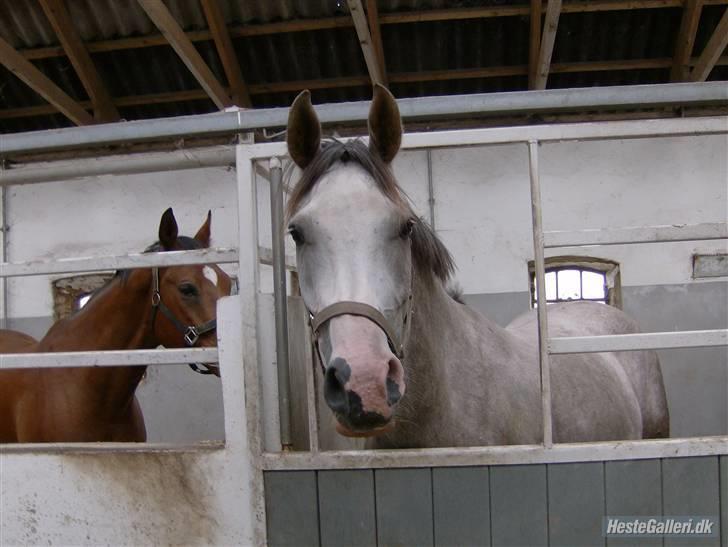 Anden særlig race Happy dane solgt billede 2