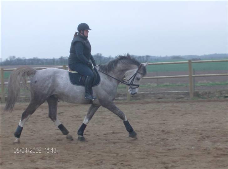 Anden særlig race Happy dane solgt - Nyt: lidt ridning fra den 08-04-09 (trav) billede 3