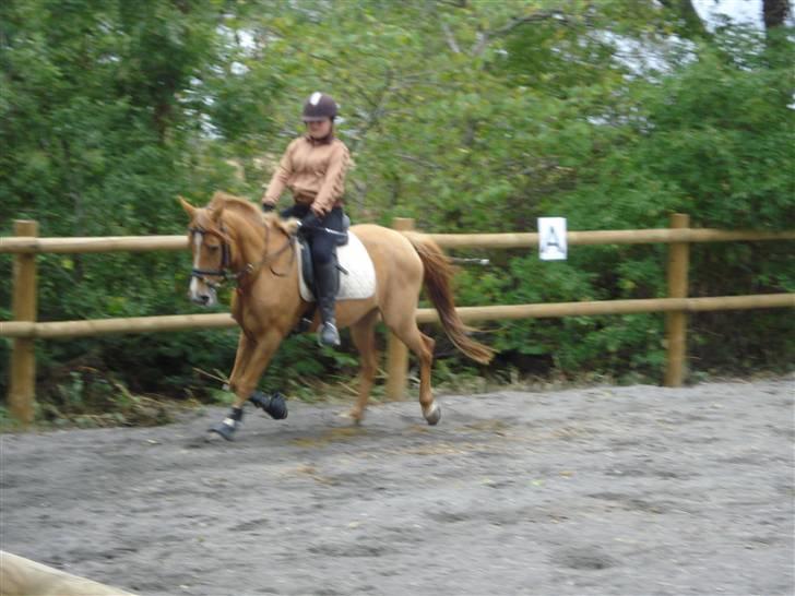 Anden særlig race Ilona - hehe (: billede 1