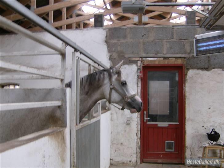 Anden særlig race Happy dane solgt billede 4