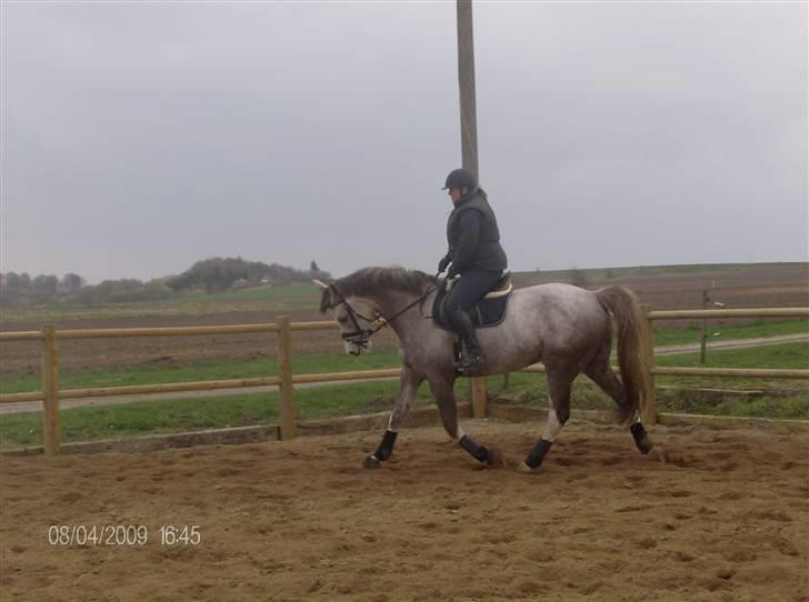 Anden særlig race Happy dane solgt - Nyt: lidt ridning fra den 08-04-09 (trav) billede 5