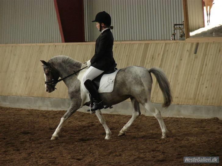 Pinto funny - foto: Rie Rasmussen :) billede 11