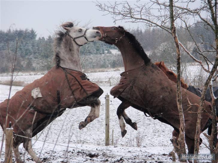 Anden særlig race Happy dane solgt - De skørre Vallaker. billede 6