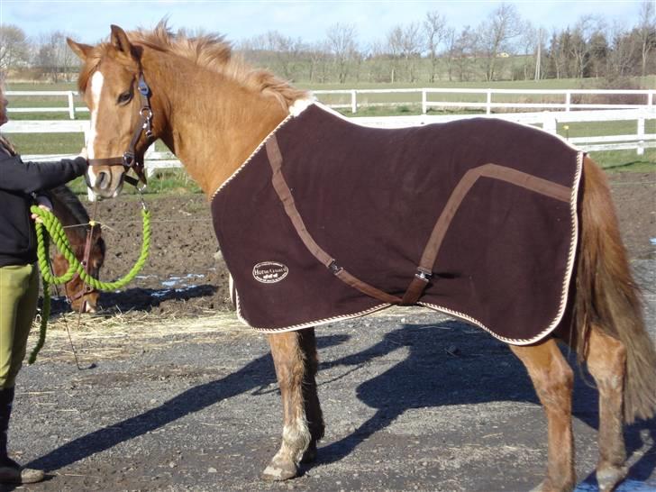 Anden særlig race Ilona - vinter 2008 (: billede 2