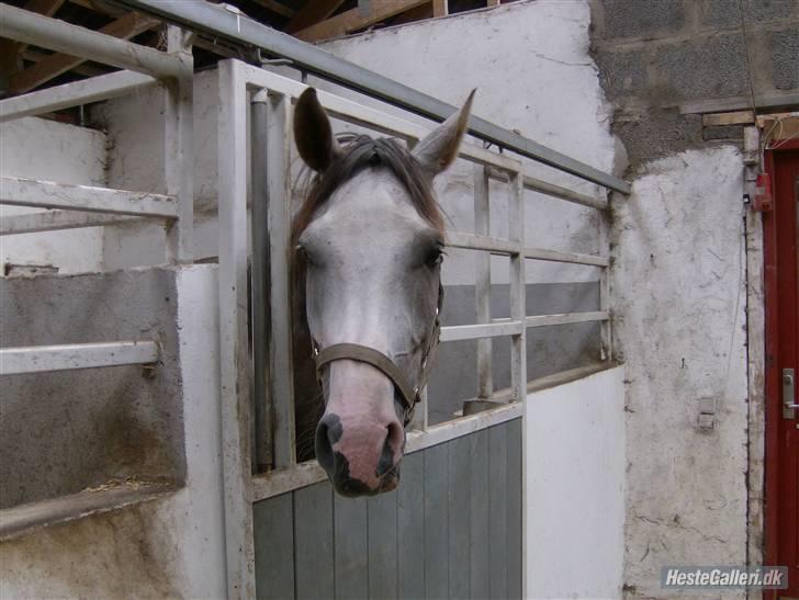 Anden særlig race Happy dane solgt billede 7