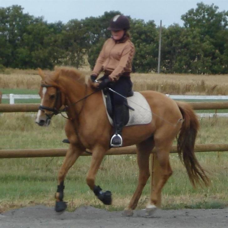 Anden særlig race Ilona billede 3