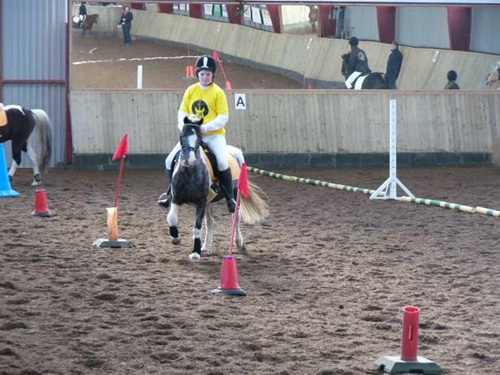 Pinto funny - ponygames i nor TEAM BELS ER BEST billede 12