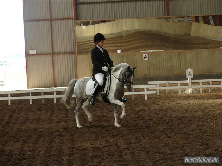 Pinto funny - foto: Rie Rasmussen :) billede 13