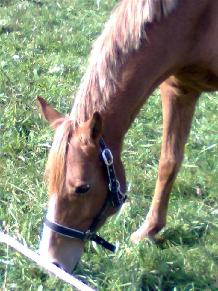 Anden særlig race Ilona billede 4