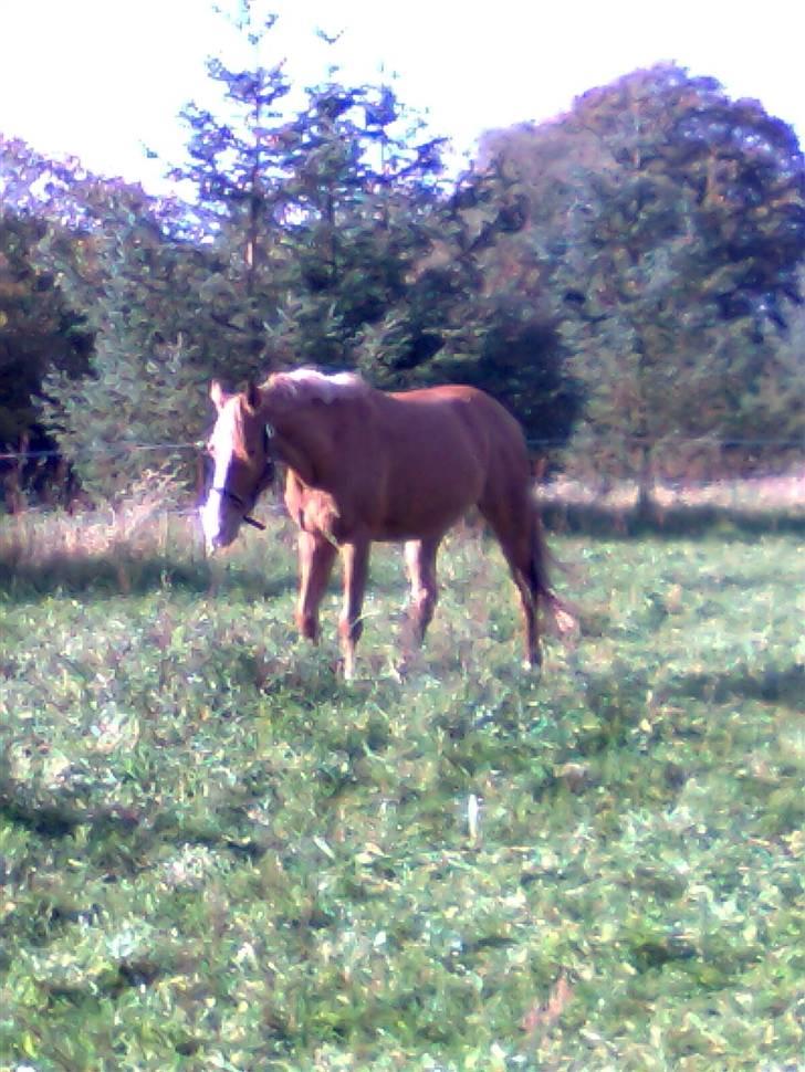 Anden særlig race Ilona billede 5