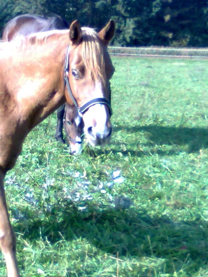 Anden særlig race Ilona - sommer 2008 (: billede 6