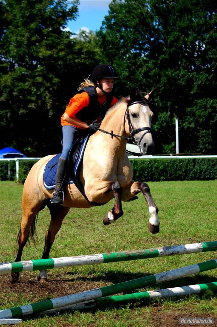 Anden særlig race Chanel *Solgt* billede 4