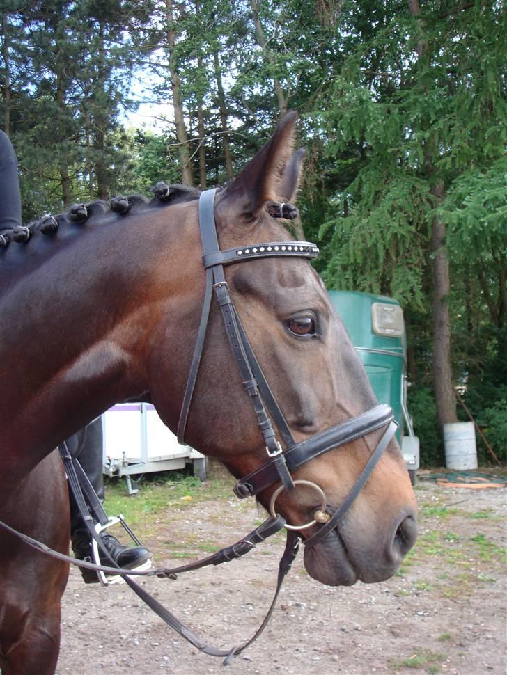 Dansk Varmblod  Amigo - solgt billede 5