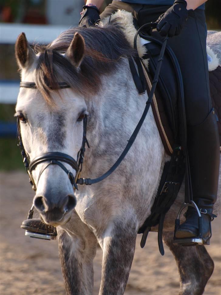 Anden særlig race Oleander - Solgt - Hej velkommen til Oleander´s Profil Billederne er af min første ride tur dagen efter han lige var kommet hjem til os (: billede 1