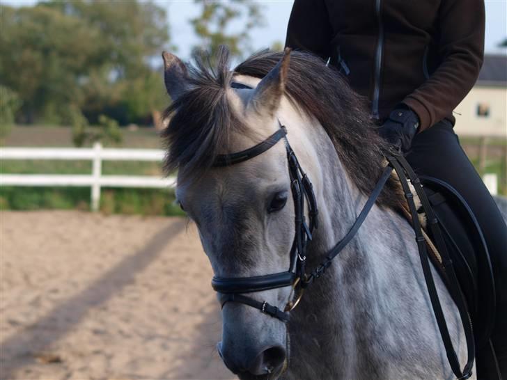 Anden særlig race Oleander - Solgt - aller første ride tur der hjemme Billed af: Mette Kærgaard  Hoved <3 billede 15