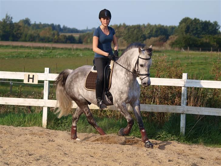 Anden særlig race Oleander - Solgt - aller første ride tur der hjemme Billed af: Mette Kærgaard billede 17