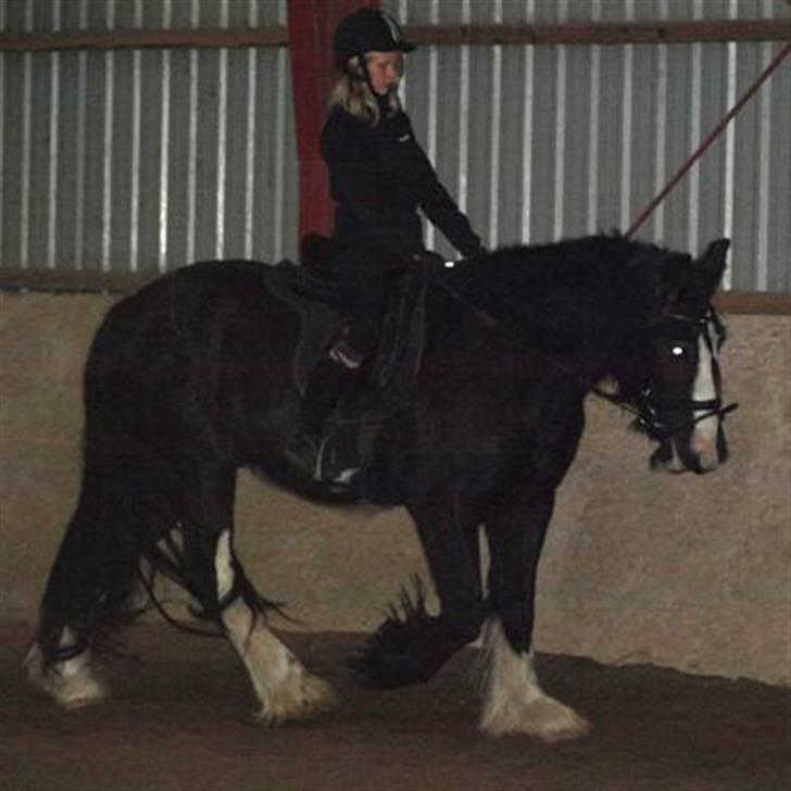 Irish Cob Mr.Spike SOLGT - Kira prøver Spike for første gang billede 11