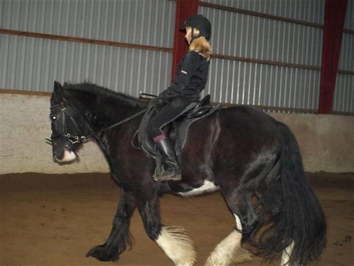 Irish Cob Mr.Spike SOLGT - Kira prøver Spike for første gang billede 12