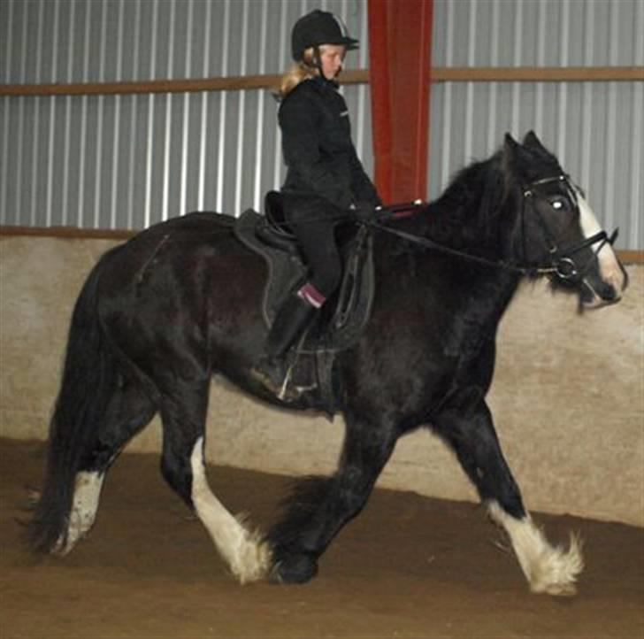 Irish Cob Mr.Spike SOLGT - Kira prøver Spike for første gang billede 13