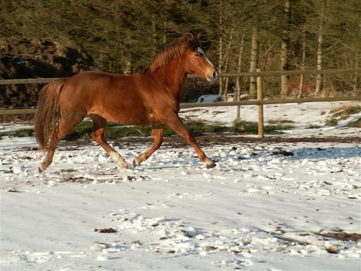 New Forest Calandias Red Carnation billede 13